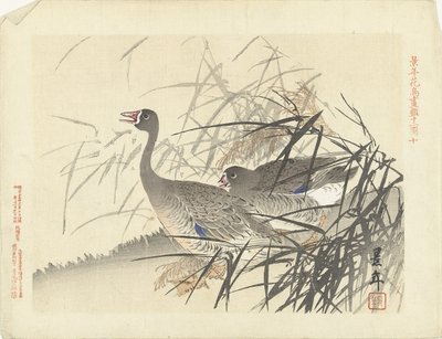 Dos gansos entre juncos Bocetos de flores y pájaros de Keinen (título de la serie) Keinen kacho gafu (título de la serie sobre el objeto) de Imao Keinen