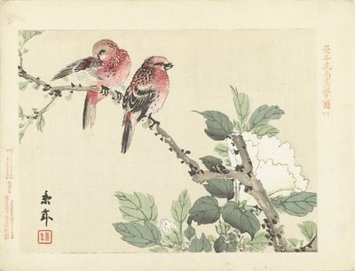 Dos pájaros rojos en rama con flor blanca. Bocetos de flores y pájaros de Keinen (título de la serie) Keinen kacho gafu (título de la serie sobre el objeto) de Imao Keinen