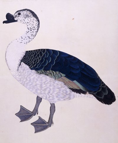Un pato comb, c.1800 de Indian School