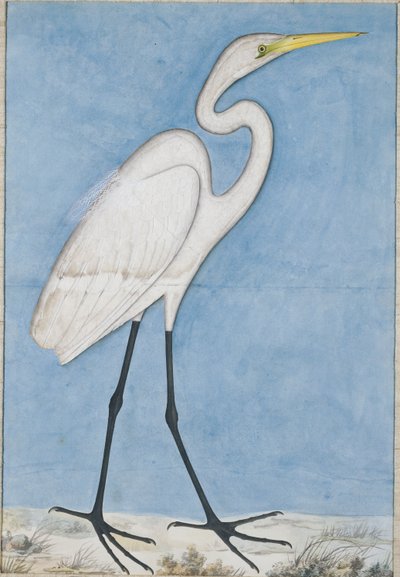 Una gran garza, Lucknow, c.1790 de Indian School