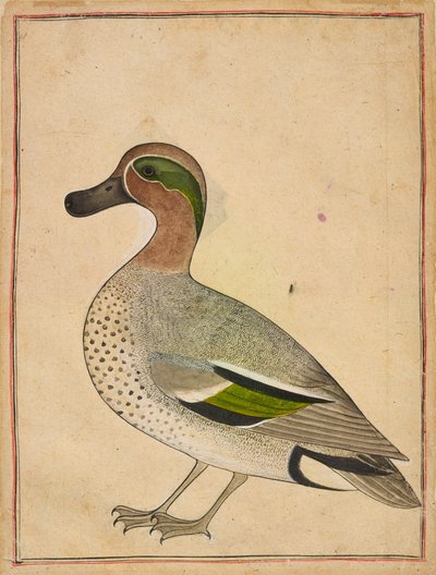 Un cerceta de alas verdes, c.1730 de Indian School