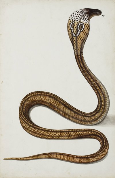 Una cobra (Maja tripudians) con capucha extendida, 1785-89 de Indian School