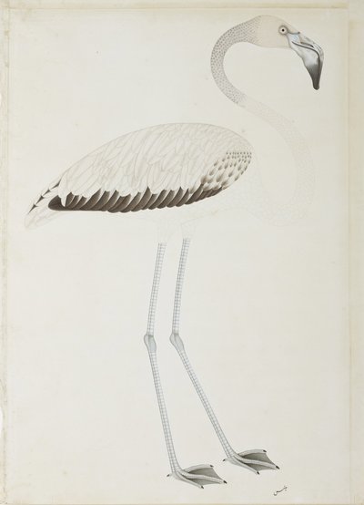 Un flamenco, c.1780 de Indian School