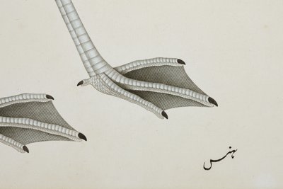 Un flamenco, detalle, c.1780 de Indian School