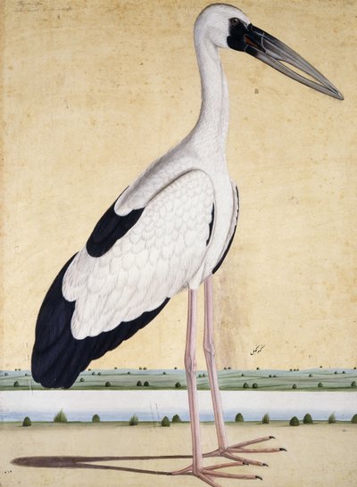 Una cigüeña con el pico abierto, c. 1780 de Indian School