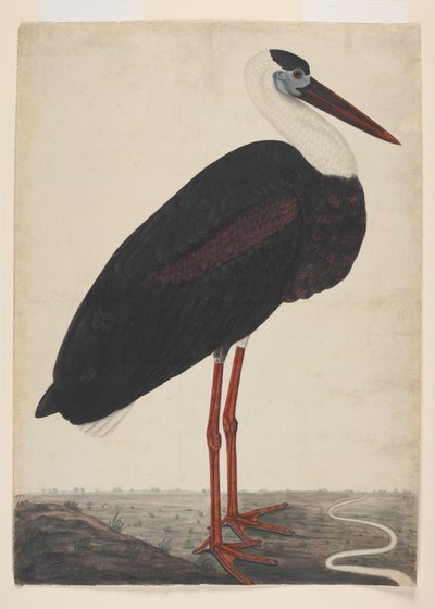 Cigüeña negra en un paisaje, c.1780 de Indian School
