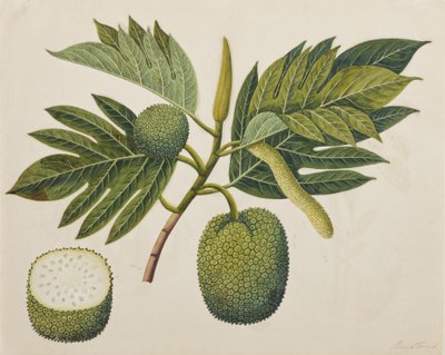 Flor, follaje y fruto del árbol del pan de Indian School