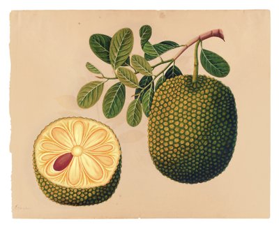 Fruta y follaje del durián de Indian School