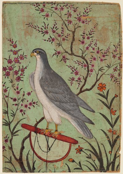 Halcón en una percha, c.1610 (color sobre papel) de Indian School