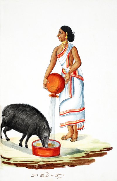 Alimentando un cerdo salvaje de Indian School