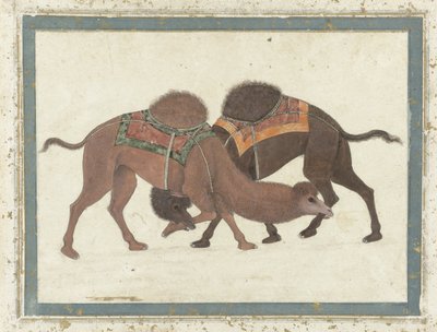 Camellos luchando, c.1680-1700 de Indian School