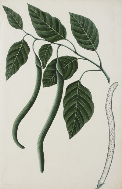 Fruta y hojas de una de las Bignoniaceae, 1785-89 de Indian School