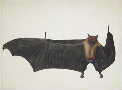 Gran murciélago frugívoro indio, c.1777-82 de Indian School