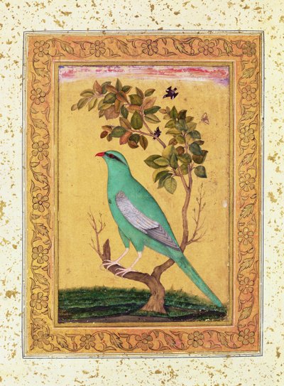 Pájaro verde, Mughal de Indian School