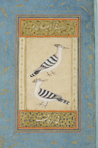 Abubillas de Indian School