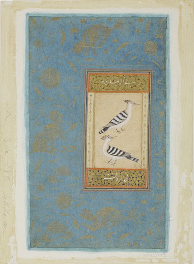 Abubillas de Indian School