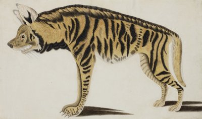 Hiena, después de 1794 de Indian School