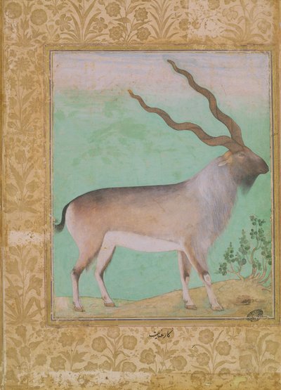 Íbice, Mughal de Indian School