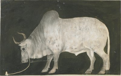 Toro indio de Indian School