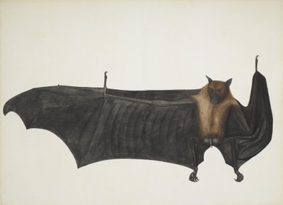 Zorro volador indio también conocido como gran murciélago frugívoro indio; Pteropus Giganteus, c. 1800 de Indian School