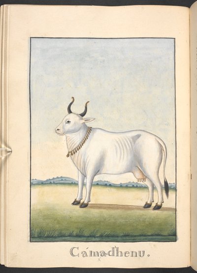  de Indian School