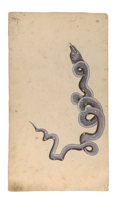 La constelación del dragón: al-Tinnin, 1740 de Indian School