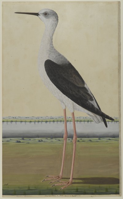 Ave acuática en un paisaje, c.1780 de Indian School