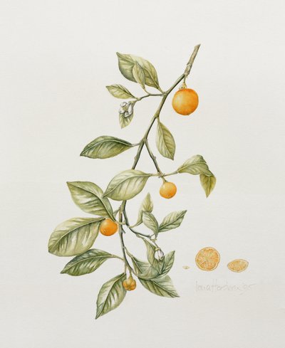 Naranjo ornamental, 1995 de Iona Hordern
