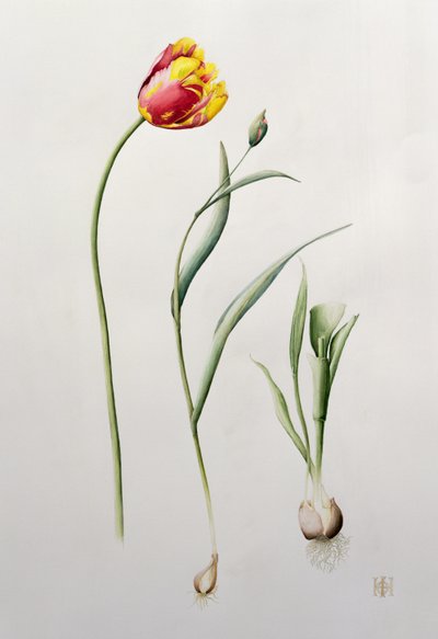 Tulipán loro, 1995 de Iona Hordern