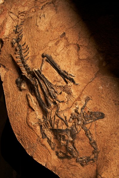 Un ceratosaurio desdentado en el Instituto de Paleontología de Vertebrados y Paleoantropología de Xiaotangshan, al norte de Pekín (China). de Ira Block