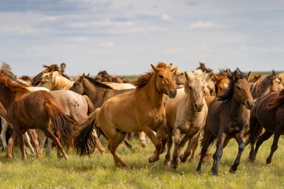 Una manada de caballos en el sur del desierto de Gobi, Mongolia, 2018 (foto) de Ira Block