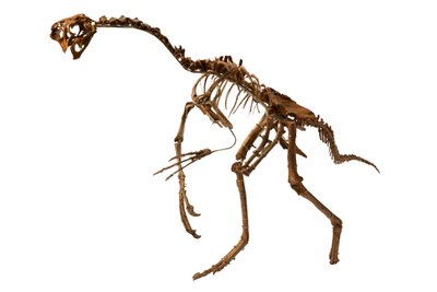 Un Oviraptor casi completo de Mongolia. de Ira Block