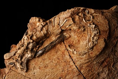 Un dinosaurio desconocido en el Instituto de Paleontología de Vertebrados y Paleoantropología de Xiaotangshan, al norte de Pekín (China). de Ira Block