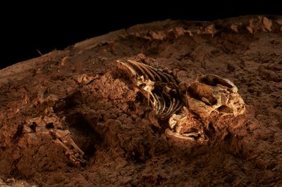 En las instalaciones satélite del IVPP en Pekín Norte, Tritylodonts, el último de los reptiles parecidos a los mamíferos. de Ira Block