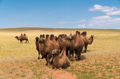 Camellos bactrianos en el sur del desierto de Gobi, en el sur de Mongolia, 2016 (foto) de Ira Block
