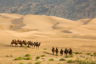 Caravana de camellos bactrianos en el sur del desierto de Gobi, Mongolia., 2013 (foto) de Ira Block