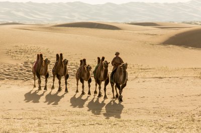 Caravana de camellos bactrianos en el sur del desierto de Gobi, Mongolia., 2013 (foto) de Ira Block