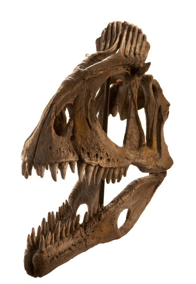 Cryolophosaurus moldeado en el Augustana College, Rock Island, Illinois. de Ira Block