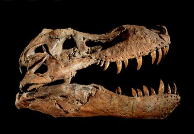 Cráneo fósil de Tiranosaurio Rex "Sue.... de Ira Block