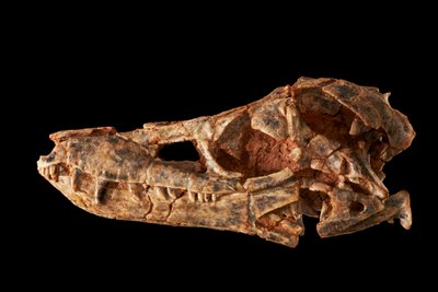 Junggarsuchus sloani, un esfenosuchiano del Jurásico Medio. de Ira Block