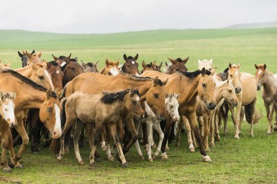 Familia local reuniendo a sus caballos en la Reserva Natural de Gun-Galuut de Ira Block
