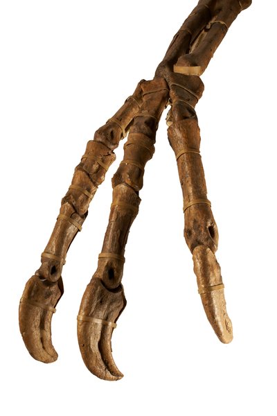 El dinosaurio mongol Deinocheirus, con sus brazos y garras gigantes. de Ira Block