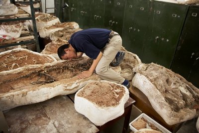 Xing Xu y sus colegas examinan especímenes en el Instituto de Paleontología de Vertebrados y Paleoantropología de China, en Xiaotangshan, al norte de Pekín (China). de Ira Block