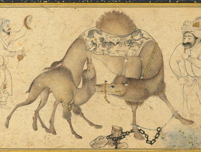 Un camello y su cría, Irán safávida, 1650-1700 de Iranian School