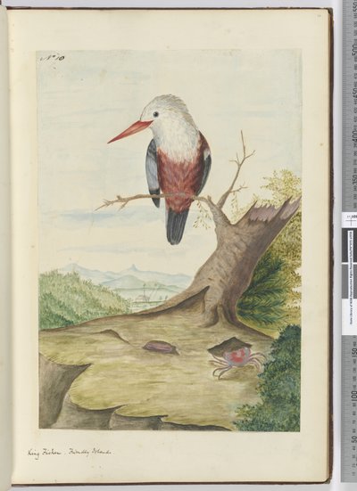 F.10 Martín pescador. Islas Amistosas, 1772-75 de Isaac Smith