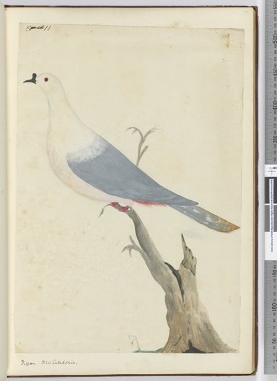 F.11 Paloma. Nueva Caledonia, 1772-75 de Isaac Smith