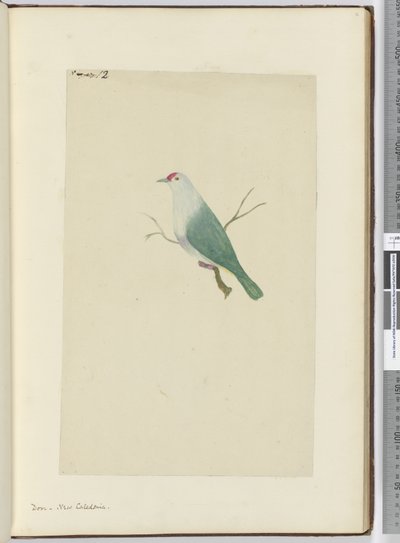 F.12 Paloma. Nueva Caledonia, 1772-75 de Isaac Smith