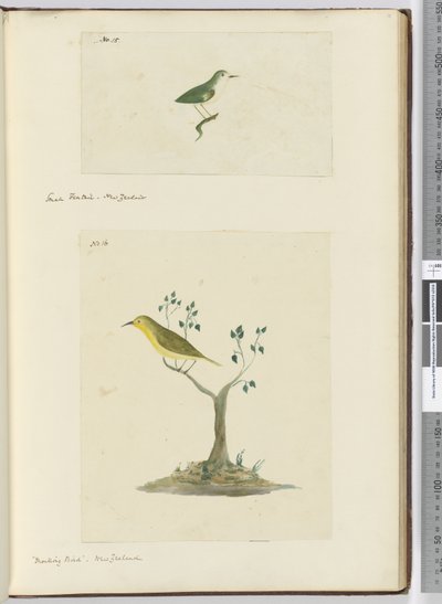 F.15 Cola de abanico pequeña. Nueva Zelanda F.16 Pájaro burlón. Nueva Zelanda, 1772-75 de Isaac Smith