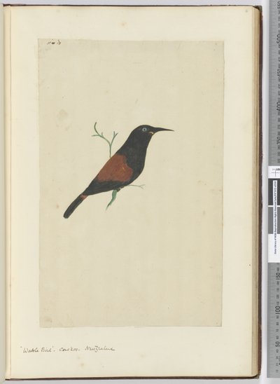 F.18 Pájaro de zarza. Cuco. Nueva Zelanda, 1772-75 de Isaac Smith