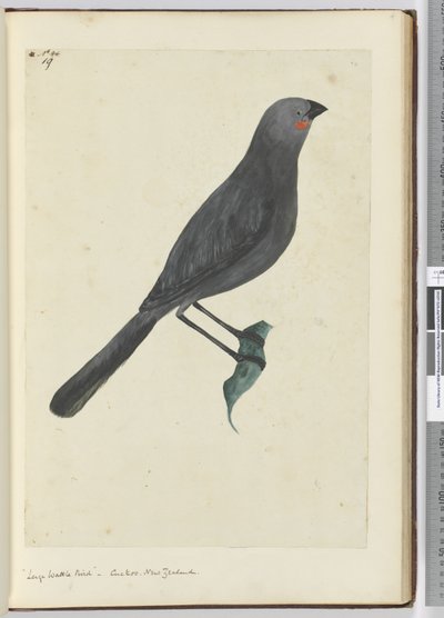 F.19 Pájaro de zarza grande, cuco. Nueva Zelanda, 1772-75 de Isaac Smith